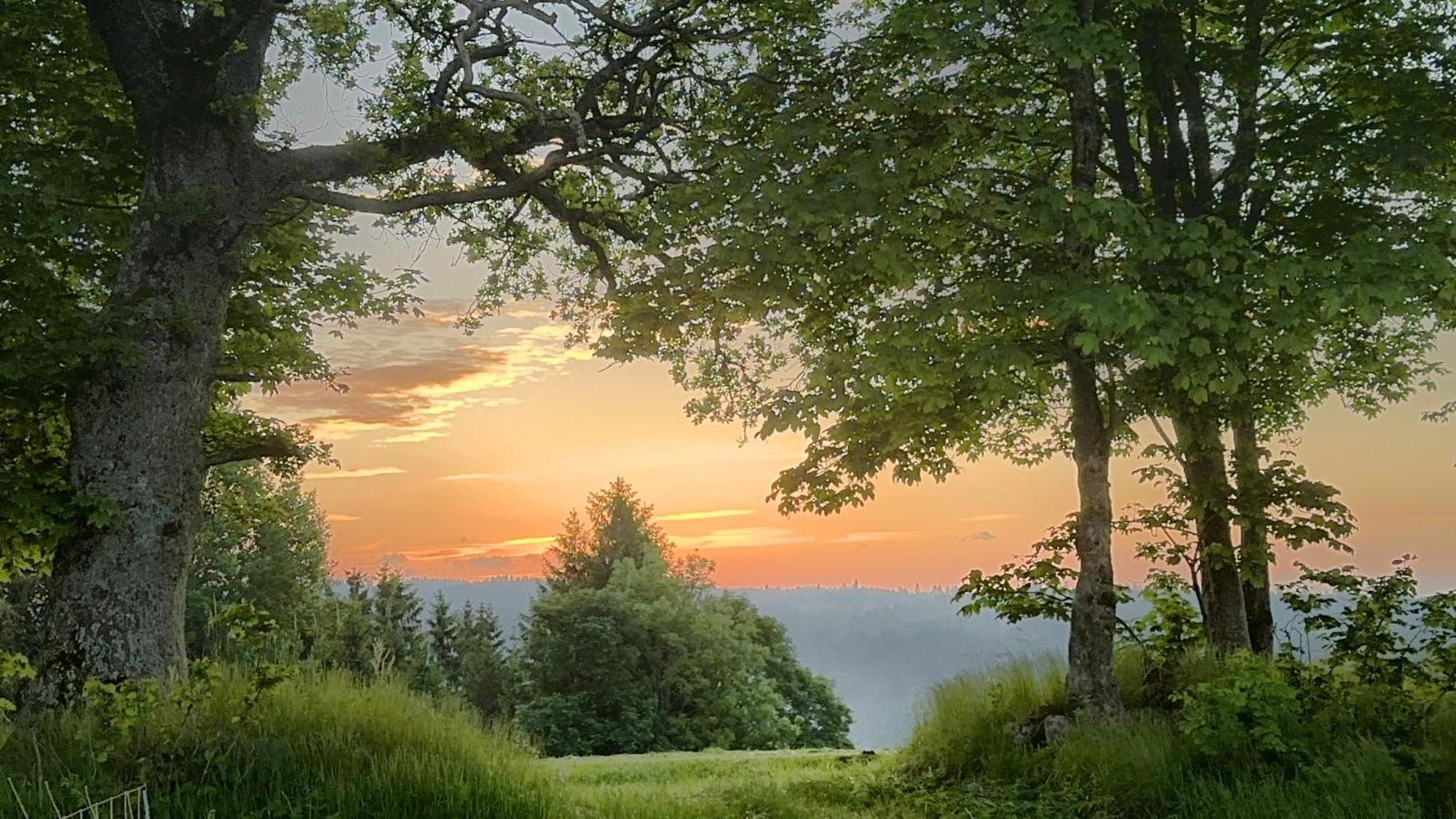 Appartement Haus Schlageter à Dachsberg im Schwarzwald Extérieur photo